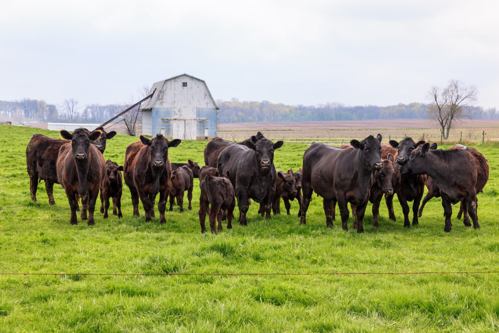 Karns is first grocer in the country to raise own beef cattle herd