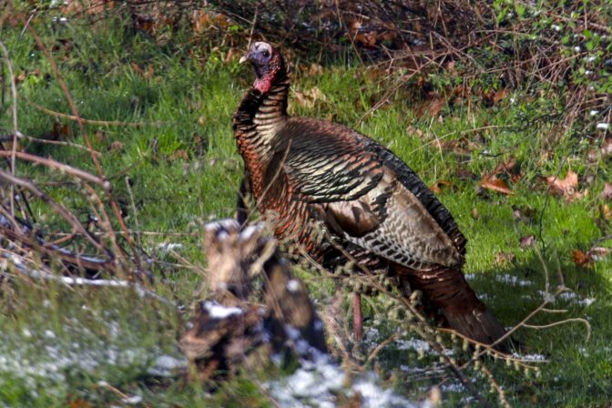 A tom wild turkey pauses in the morning sun as he wanders through a yard, Thursday, April 16, 2020, in Zelienople, Pa.