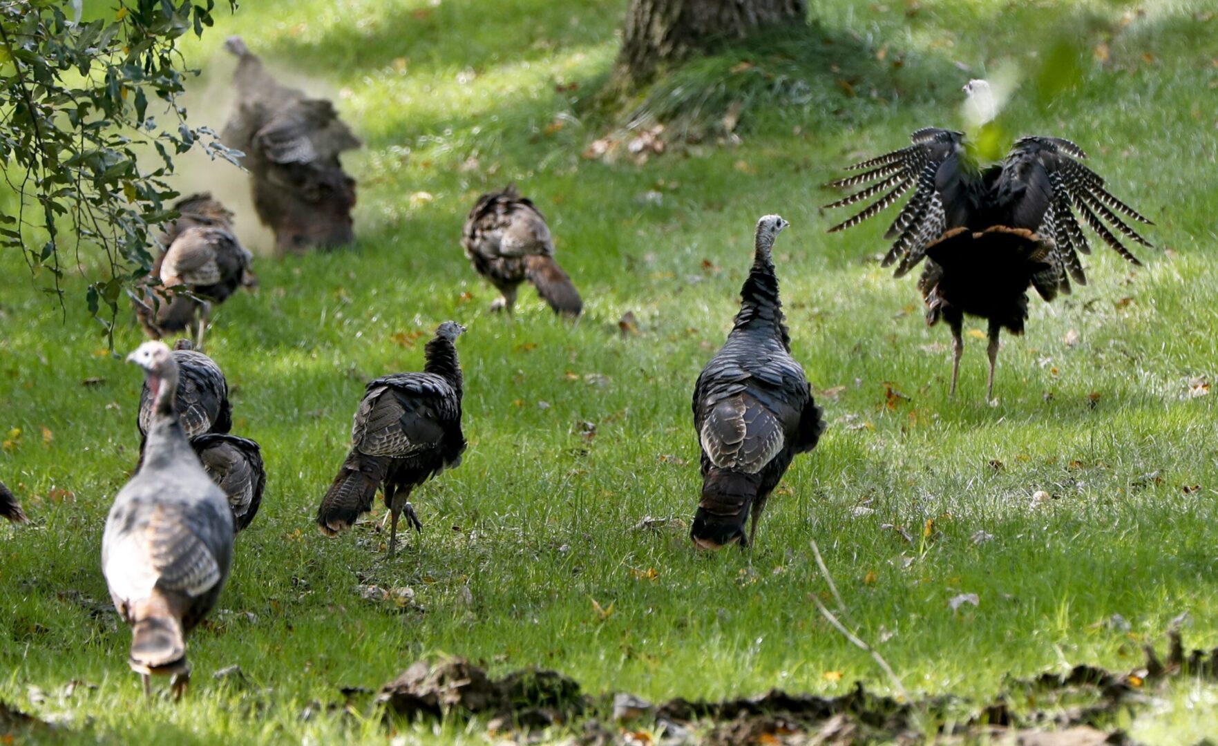 Some of the wild turkeys in a flock flap their wings as they move through a yard after preening on Friday, Oct. 5, 2018 in Zelienople, Pa.