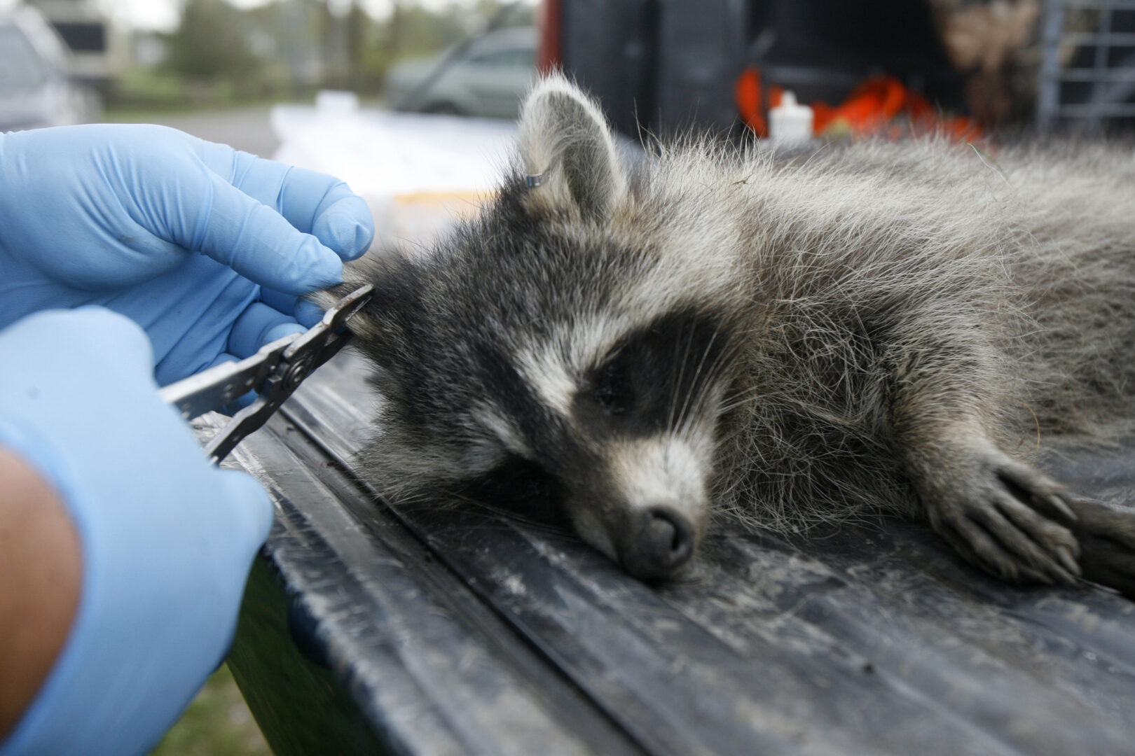 FILE - A tranquillized raccoon has its ear tagged by U.S. Department of Agriculture wildlife specialist Robert Acabbo in Grand Isle, Vt., Thursday, Sept. 27, 2007.  The U.S. government has begun scattering millions of packets of oral rabies vaccine from helicopters and planes over 13 states from Maine to Alabama. The major aim is to keep raccoons from spreading their strain of the deadly virus to states where it hasn't been found or isn't widespread, said field trial coordinator Jordona Kirby.  (AP Photo/Toby Talbot, File)