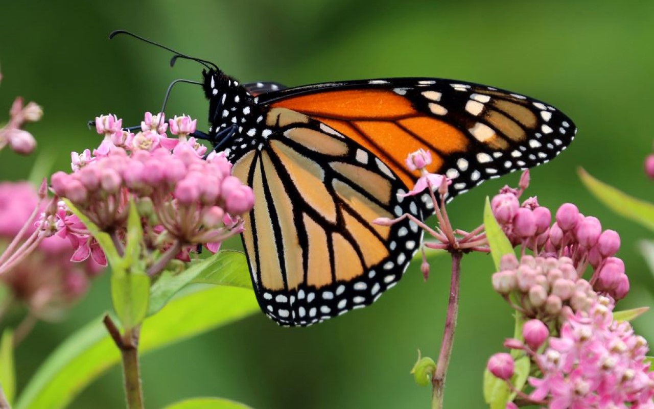 An adult female monarch butterfly on swamp milkweed.