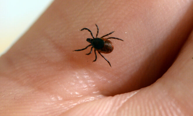 A picture taken at the French National Institute of Agricultural Research (INRA) in Maison-Alfort, on July 20, 2016 shows a tick, whose bite can transmit the Lyme disease. (Photo by BERTRAND GUAY / AFP) (Photo by BERTRAND GUAY/AFP via Getty Images)