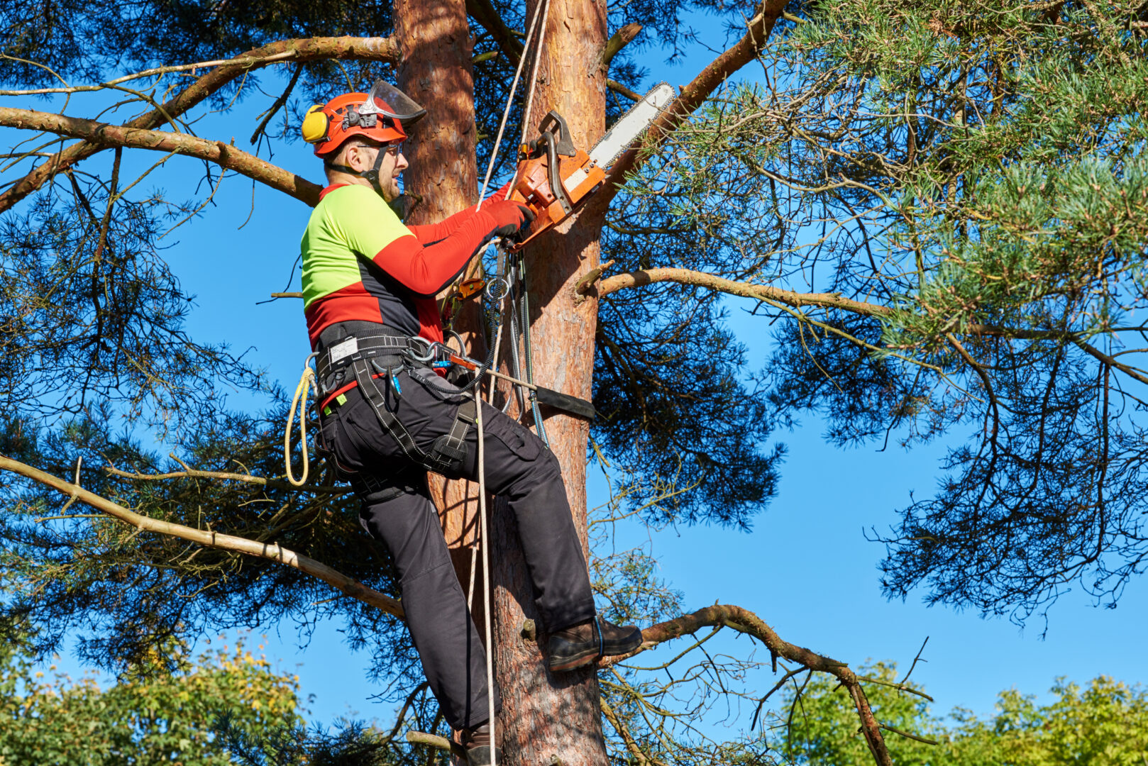 Want to learn to climb trees? Penn State course has you covered.