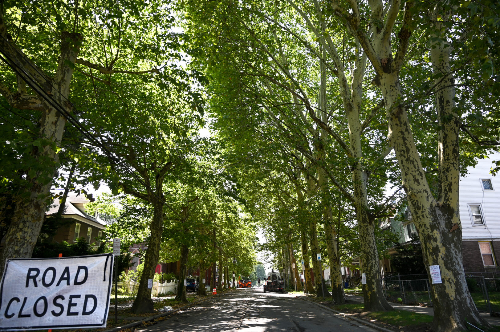 Trees in the 700 block of North 16th Street in Harrisburg on August 2, 2022.