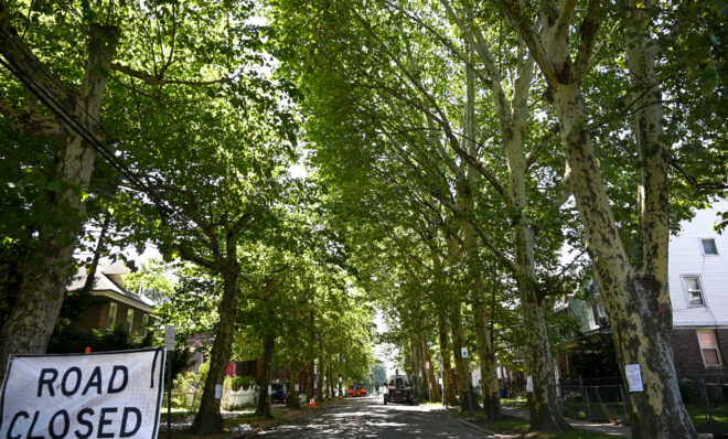 Trees in the 700 block of North 16th Street in Harrisburg on August 2, 2022.