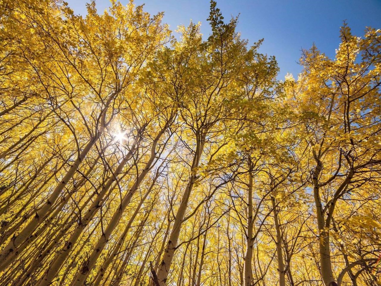 Aspen trees blaze in golden colors during fall at Montana's Glacier National Park. A national map can help help leaf-peepers find the optimal time to see fall foliage in their area.