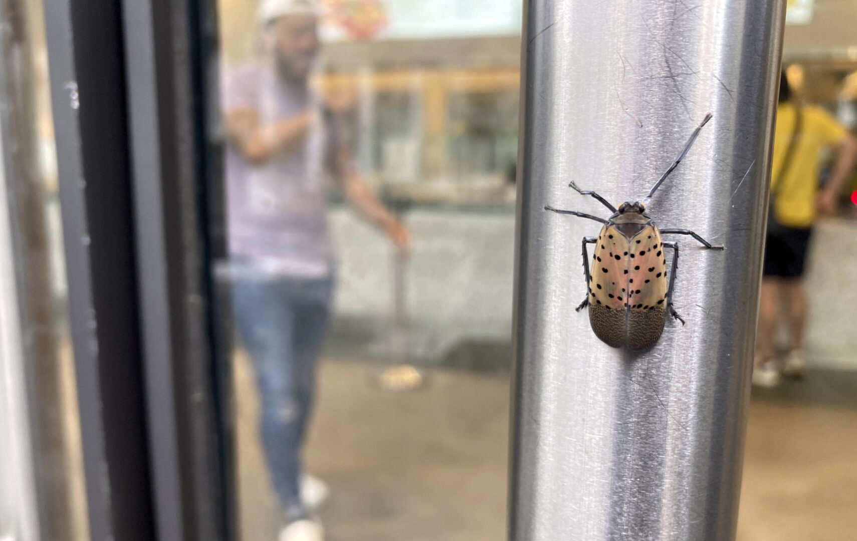 A spotted lanternfly is on a restaurant door handle in lower Manhattan in New York City on Tuesday, August 2, 2022.  
