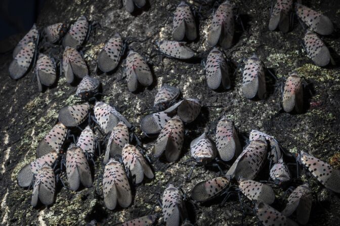 In this Thursday, Sept. 19, 2019, photo, spotted lanternfly gather on a tree in Kutztown, Pa.