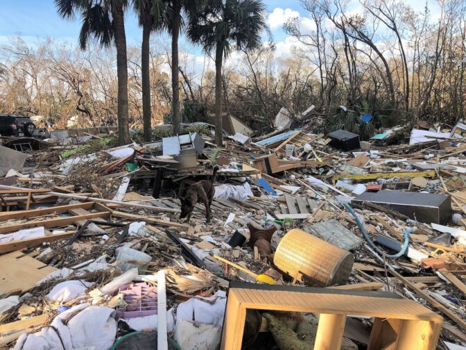 Members of Pennsylvania Task Force 1 include specially trained dogs and their handlers.