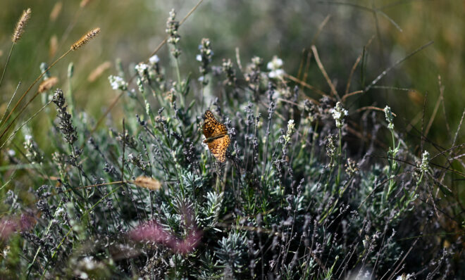 A butterfly perches on a lavender plant at Maple Lawn Farms in York County on Sept. 20, 2022. Incorporating flowers that attract pollinators to a farm is one example of a climate-smart practice. 