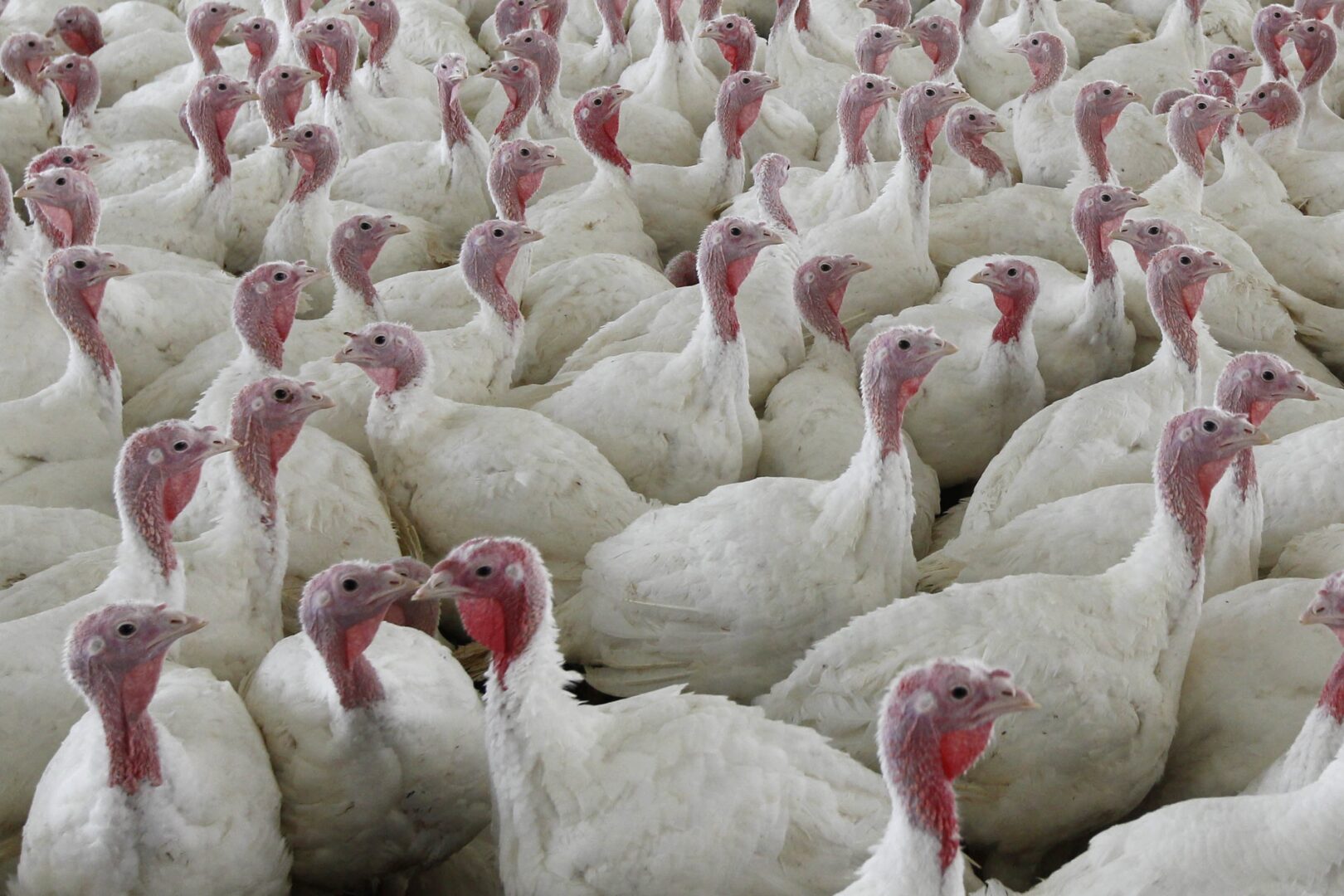 How Many Turkeys Are Eaten on Thanksgiving?