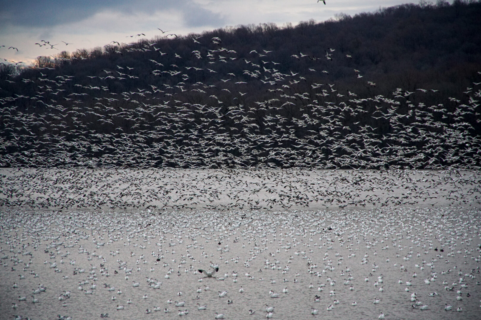 Tens of thousands of migrating snow geese stop over at Middle Creek Wildlife Management Area every year. This photo is from March 3, 2022.