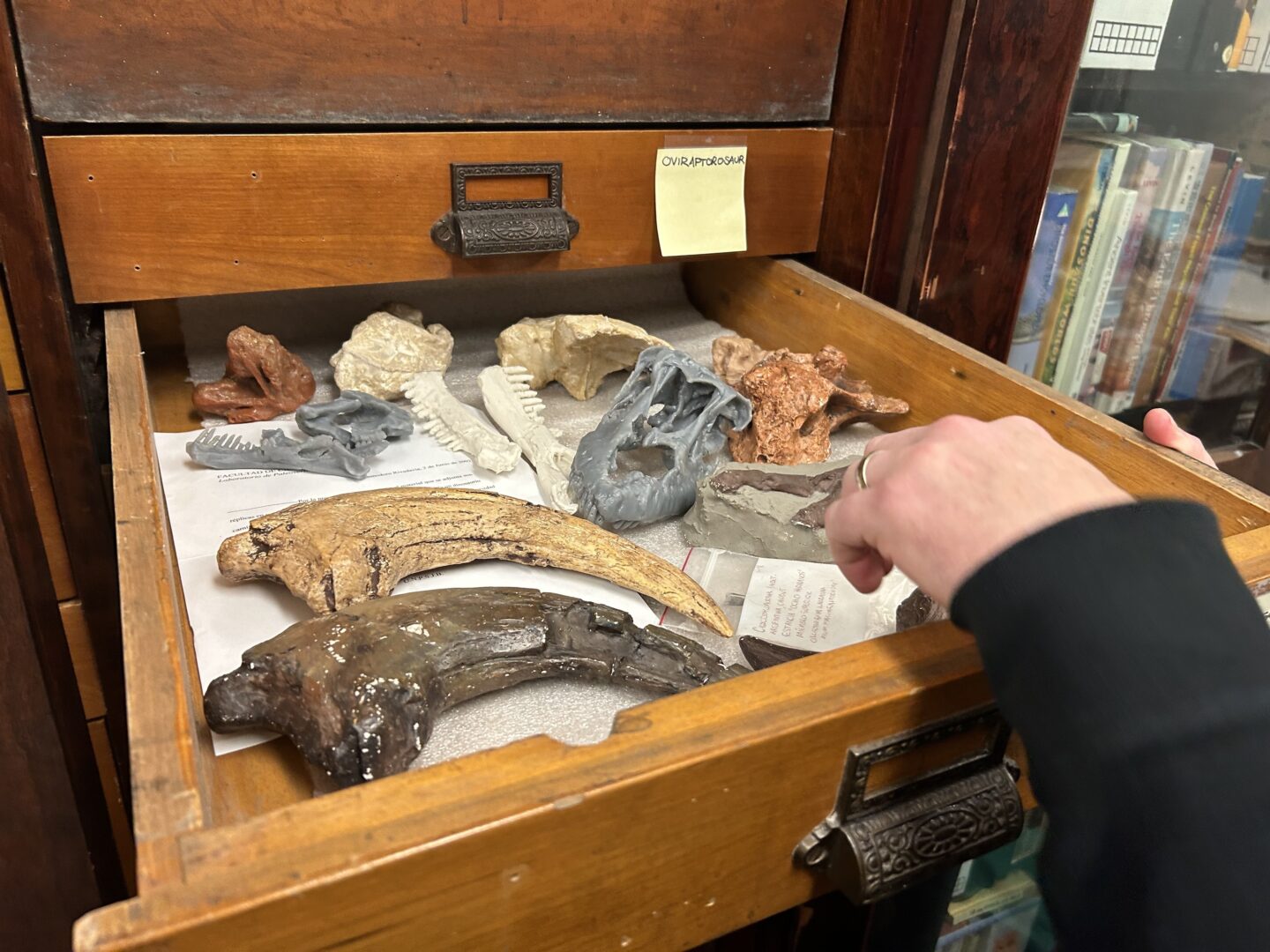 Paleontologist Matt Lamanna browses through his collection of dinosaur bones, casts and 3D-printed replicas at the Carnegie Museum of Natural History.