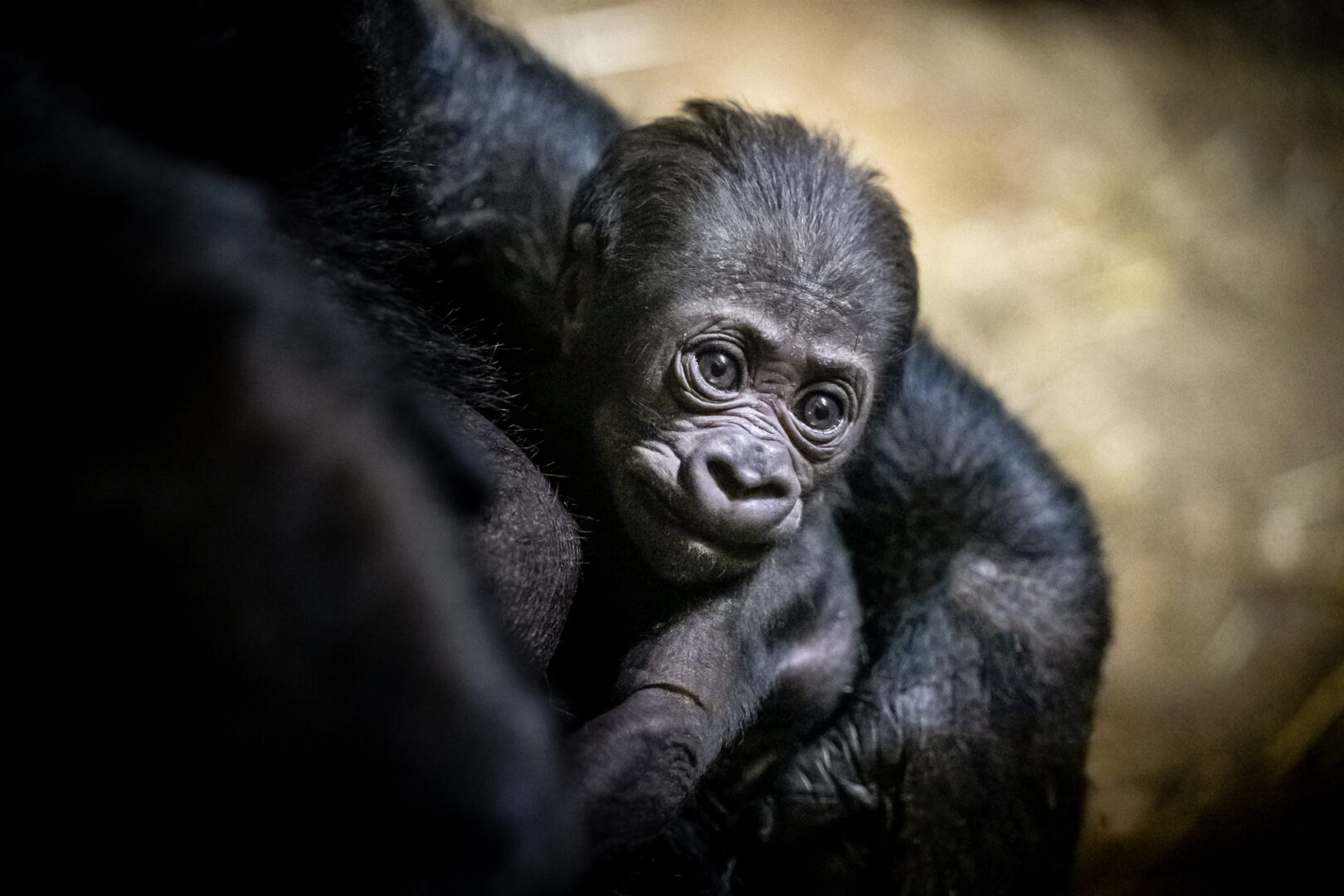 The newest addition to the Pittsburgh Zoo and Aquarium is a baby Western Lowland gorilla. The female baby was born on Valentine's Day.
