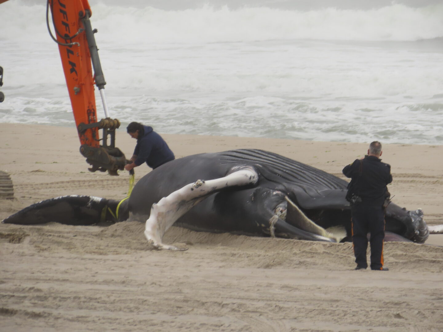 A dead humpback whale lies on the beach in Seaside Park, N.J., on March 2, 2023. Republican Congressmen on Thursday, March, 16, 2023, called for a halt to all offshore wind power projects amid a spate of whale deaths on the U.S. East Coast in what could be the beginning of an expected campaign by the GOP-controlled house to investigate the Biden Administration's clean energy plans. (AP Photo/Wayne Parry)
