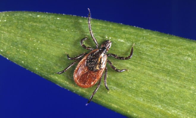 FILE - This undated photo provided by the U.S. Centers for Disease Control and Prevention (CDC) shows a blacklegged tick, which is also known as a deer tick. Ticks will be more active than usual early in spring 2023, and that means Lyme disease and other tick-borne infections could spread earlier and in greater numbers than in a typical year. Ticks can transmit multiple diseases that sicken humans, and deer ticks, which spread Lyme, are a day-to-day fact of life in the warm months in New England and the Midwest. (CDC via AP, File)