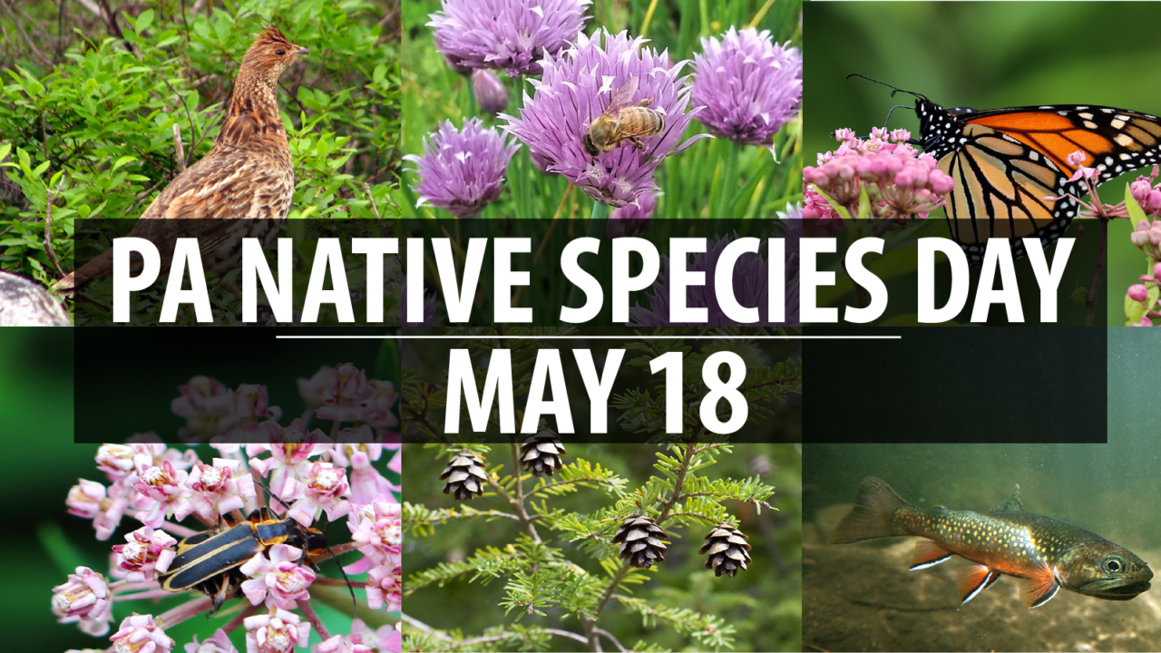 Native Species Day in Pennsylvania promotes importance of native plants