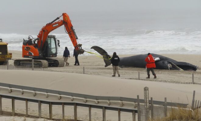 Workers haul away the carcass of a dead whale on the beach in Seaside Park N.J. on March 2, 2023. On May 3, 2023, a group of Republican New Jersey lawmakers and opponents of offshore wind called for a 30 to 60-day moratorium on offshore wind site preparation work while a spate of whale deaths on the US East Coast is examined.