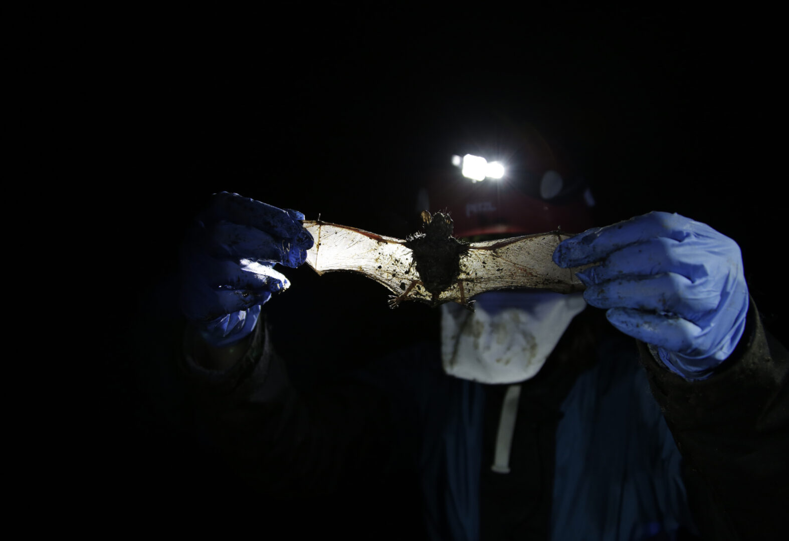 Alyssa Bennett, small mammals biologist for the Vermont Department of Fish and Wildlife, stretches the wings of a dead bat in a cave in Dorset, Vt., on May 2, 2023. Scientists studying bat species hit hard by the fungus that causes white nose syndrome, which has killed millions of bats across North America, say there is a glimmer of good news for the disease.  (AP Photo/Hasan Jamali)