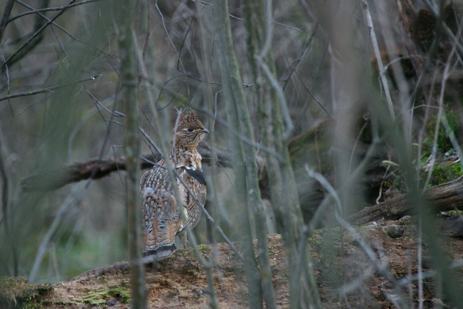 People are a greater threat to wildlife than climate •