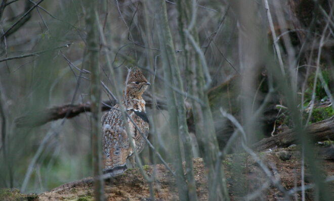 Ruffed grouse, Pennsylvania's state bird