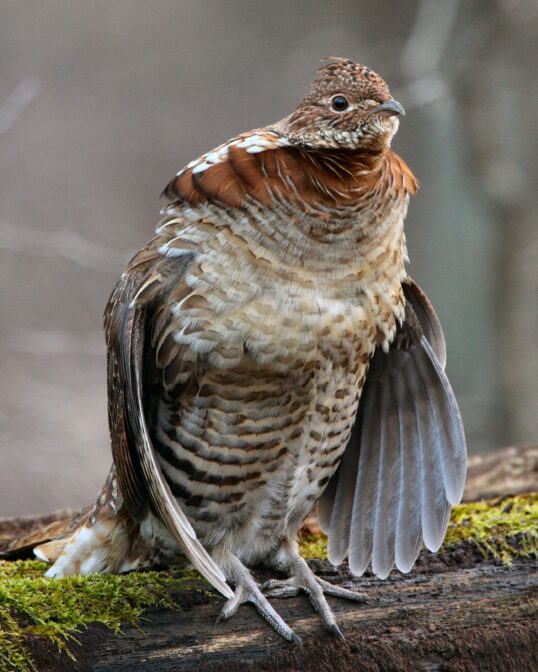 Grouse Drummer, the Pennsylvania state bird