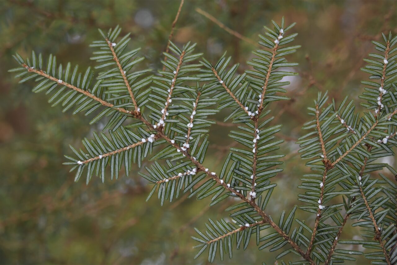 Hemlock Woolly Adelgid