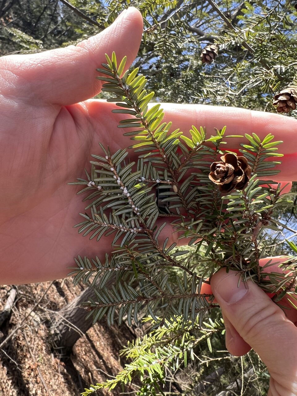 Jim Altemus, a forest health program specialist with Pennsylvania’s Department of Conservation and Natural Resources (DCNR), looks for signs of Hemlock Wolly Adelgid in Bald Eagle State Park.