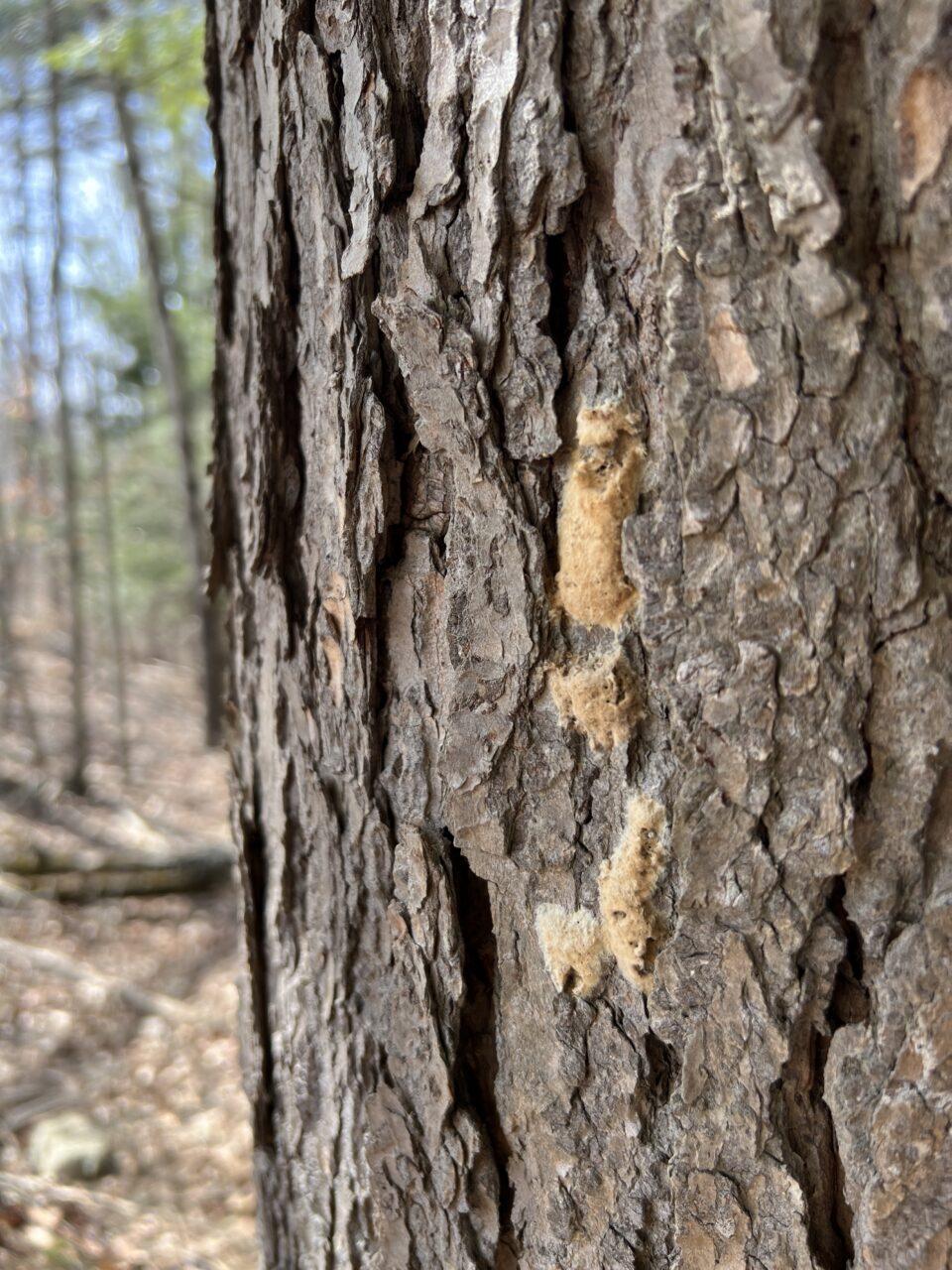 Spongy moth egg sacs on a tree in Bald Eagle State Park