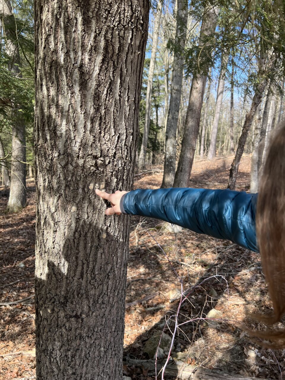 Meredith Seltzer, a DCNR forest program specialist, points to spongy moth egg sacs in Bald Eagle State Park.