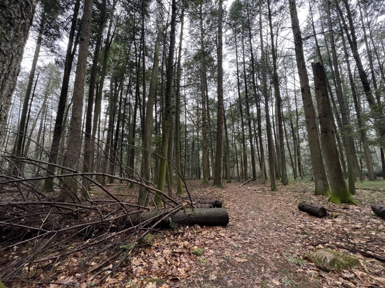 One of Pennsylvania's most damaged areas of hemlocks are in the Alan Seeger Natural Area in Rothrock State Forest in Huntingdon County.