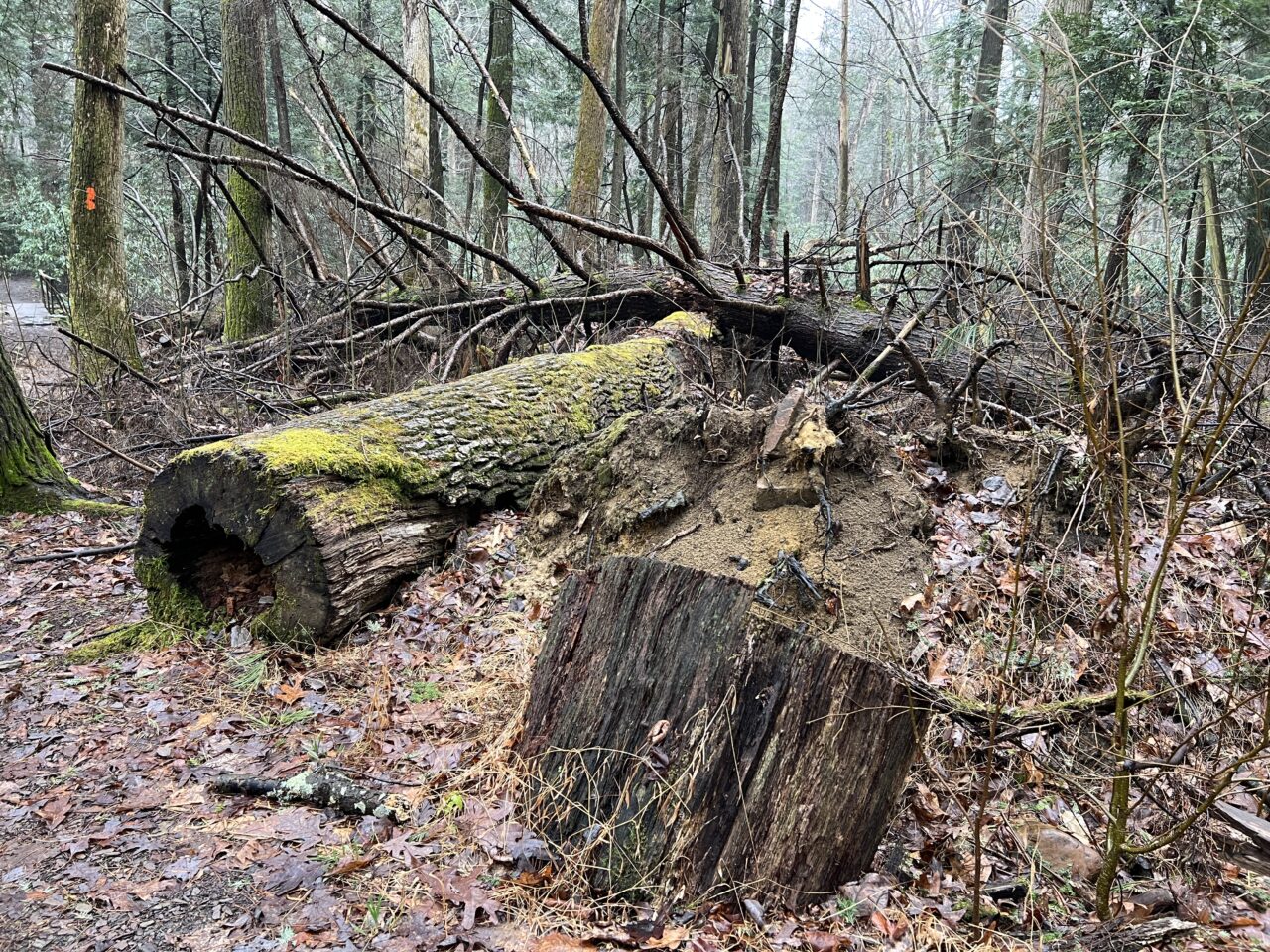 One of Pennsylvania's most damaged areas of hemlocks are in the Alan Seeger Natural Area in Rothrock State Forest in Huntingdon County.