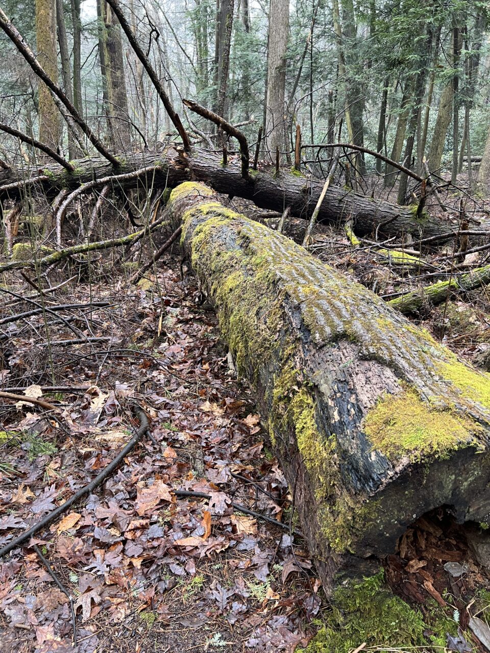 One of Pennsylvania's most damaged areas of hemlocks are in the Alan Seeger Natural Area in Rothrock State Forest in Huntingdon County.