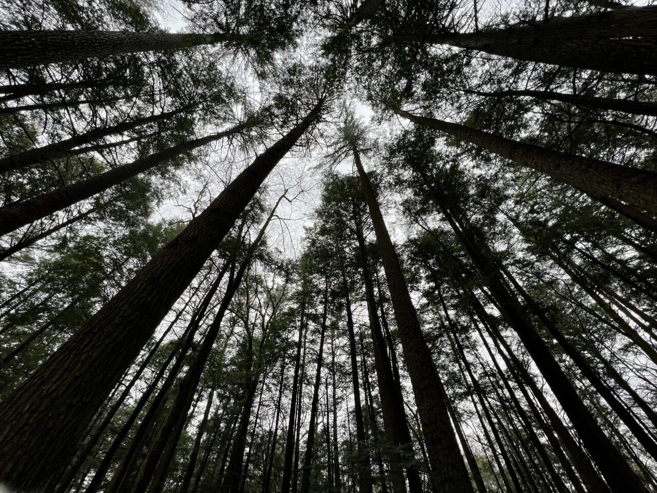 One of Pennsylvania's most damaged areas of hemlocks are in the Alan Seeger Natural Area in Rothrock State Forest in Huntingdon County.