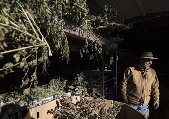 Farmer Steve Groff, shows off some of his hemp harvest at his Cedar Meadow Farm in Holtwood Tuesday Dec. 8, 2020.