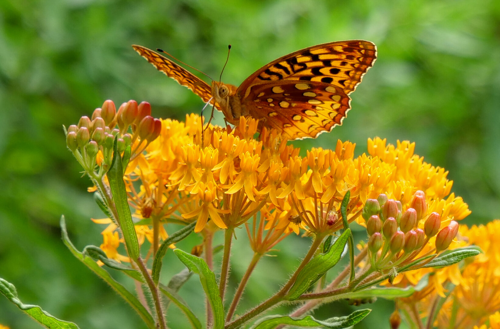 A butterfly lands on a butterfly weed plant at The Bower on June 20, 2023.