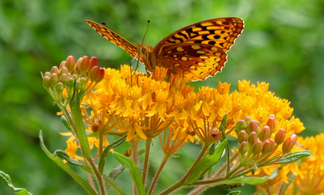 A butterfly lands on a butterfly weed plant at The Bower on June 20, 2023.