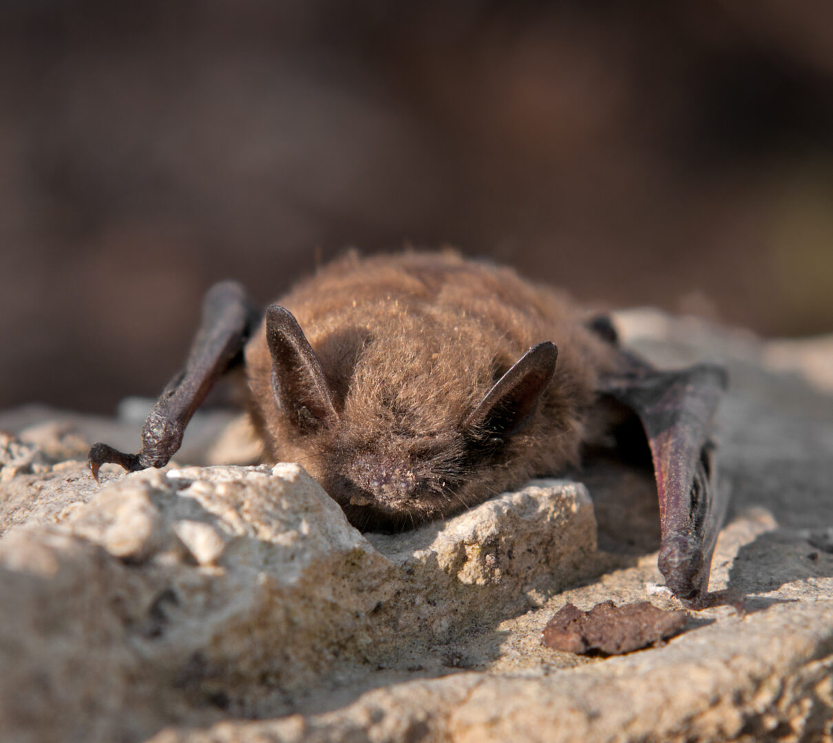 Myotis Lucifugus