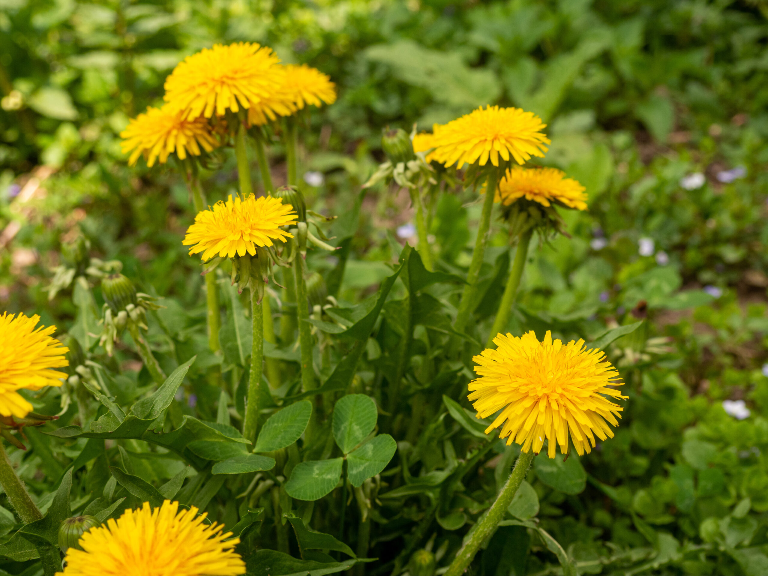 Horticulturist Offers Central Pennsylvania Residents Guidance on Moving Plants Indoors