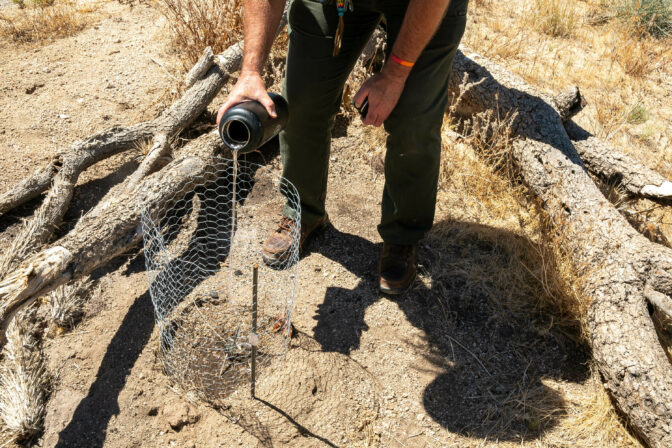 Sierra Willoughby, Supervisory Park Range, waters a baby Joshua Tree, named Lychee, inside it's protective cage at Mojave National Preserve in San Bernardino County, California, Tuesday, August, 8th, 2023 Krystal Ramirez/ NPR