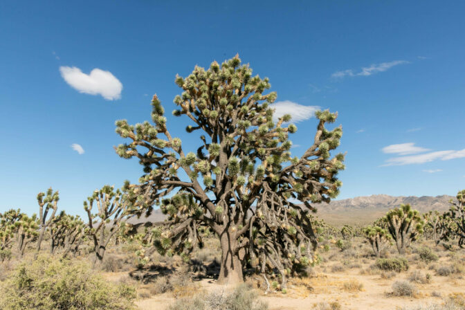 Survising Joshua Tree insideMojave National Preserve in San Bernardino County, California, Tuesday, August, 8th, 2023 Krystal Ramirez/ NPR