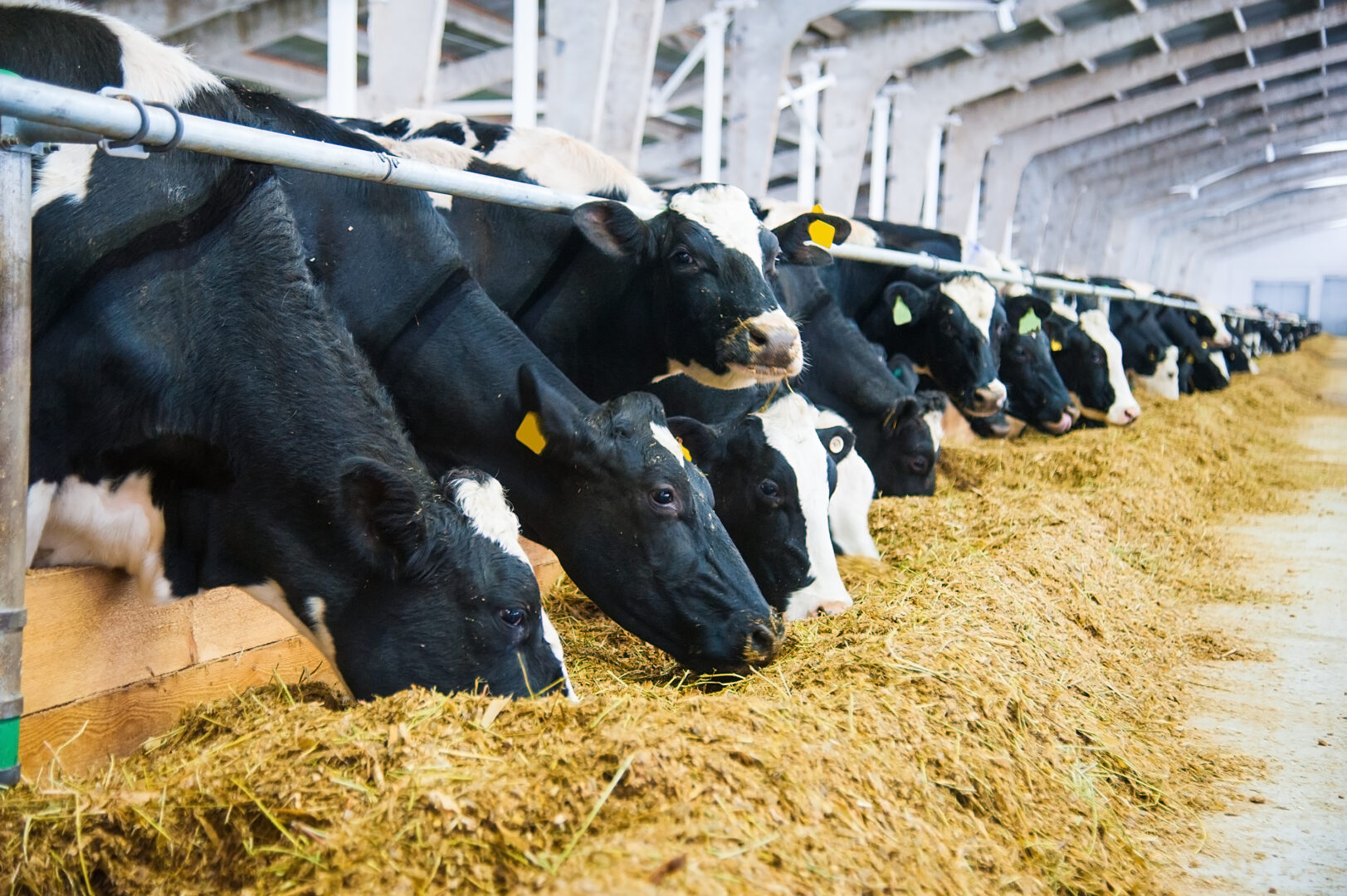 Scientists working to reduce cow burps and flatulence to fight climate change
