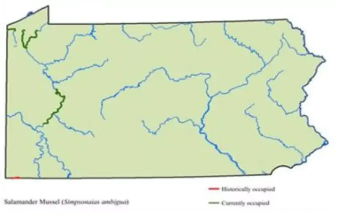Colonies of salamander mussels are found in pockets of the Allegheny River, along with French Creek and its tributary, Cussewago Creek.
