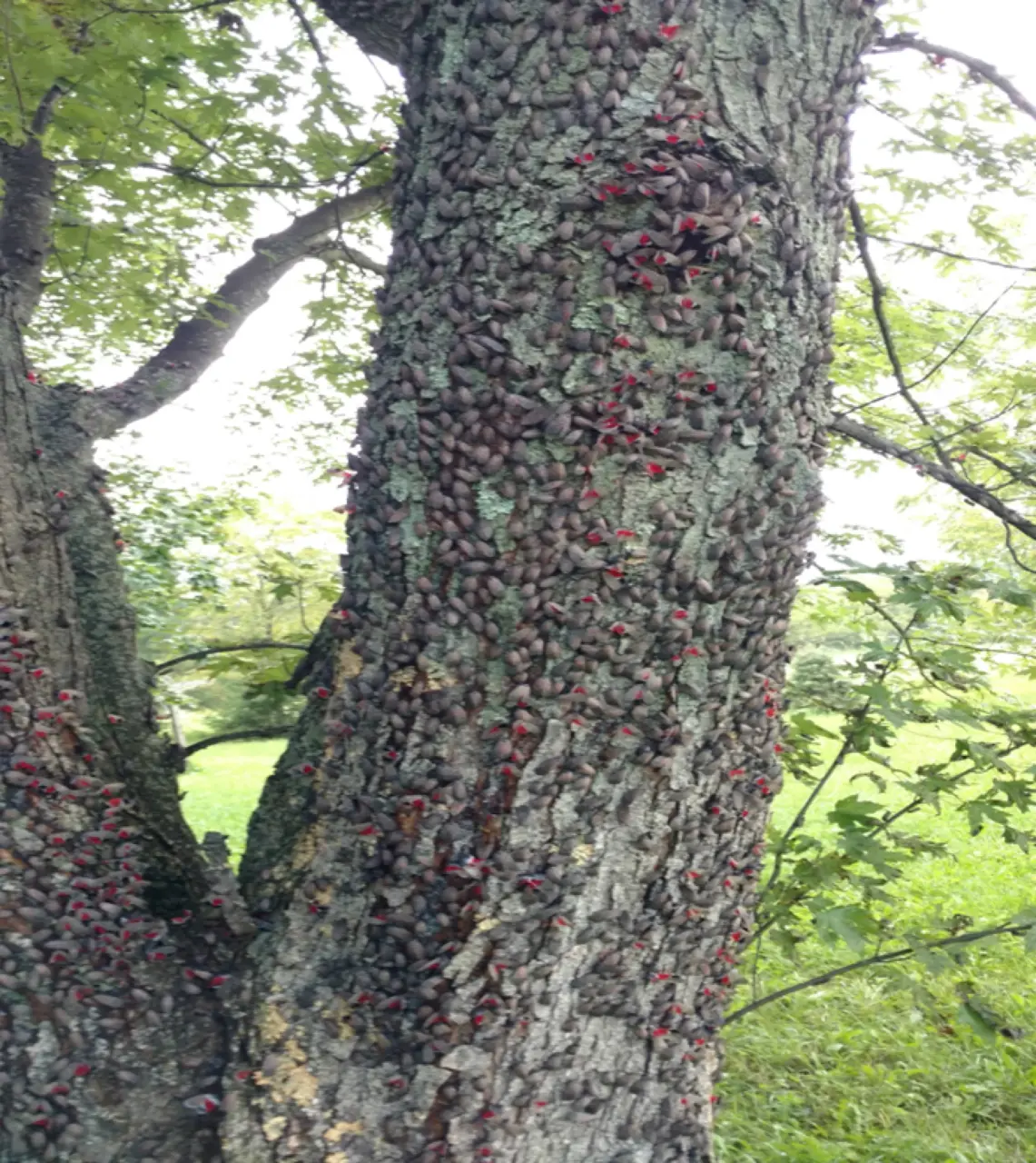 Adult spotted lanternflies cover this maple tree.