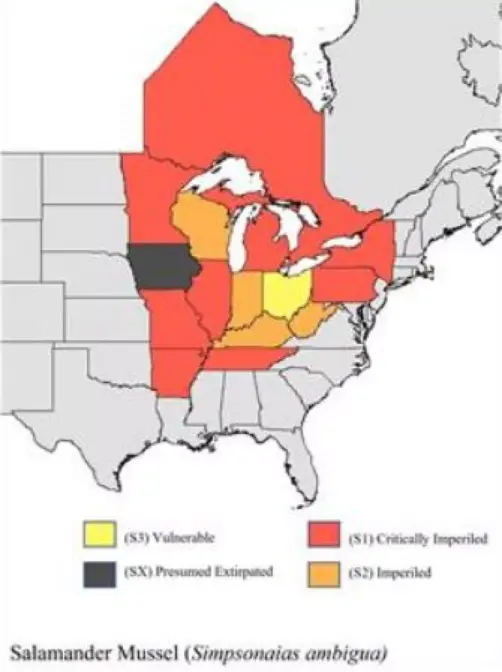 The salamander mussel is found in 14 states, including Pennsylvania.