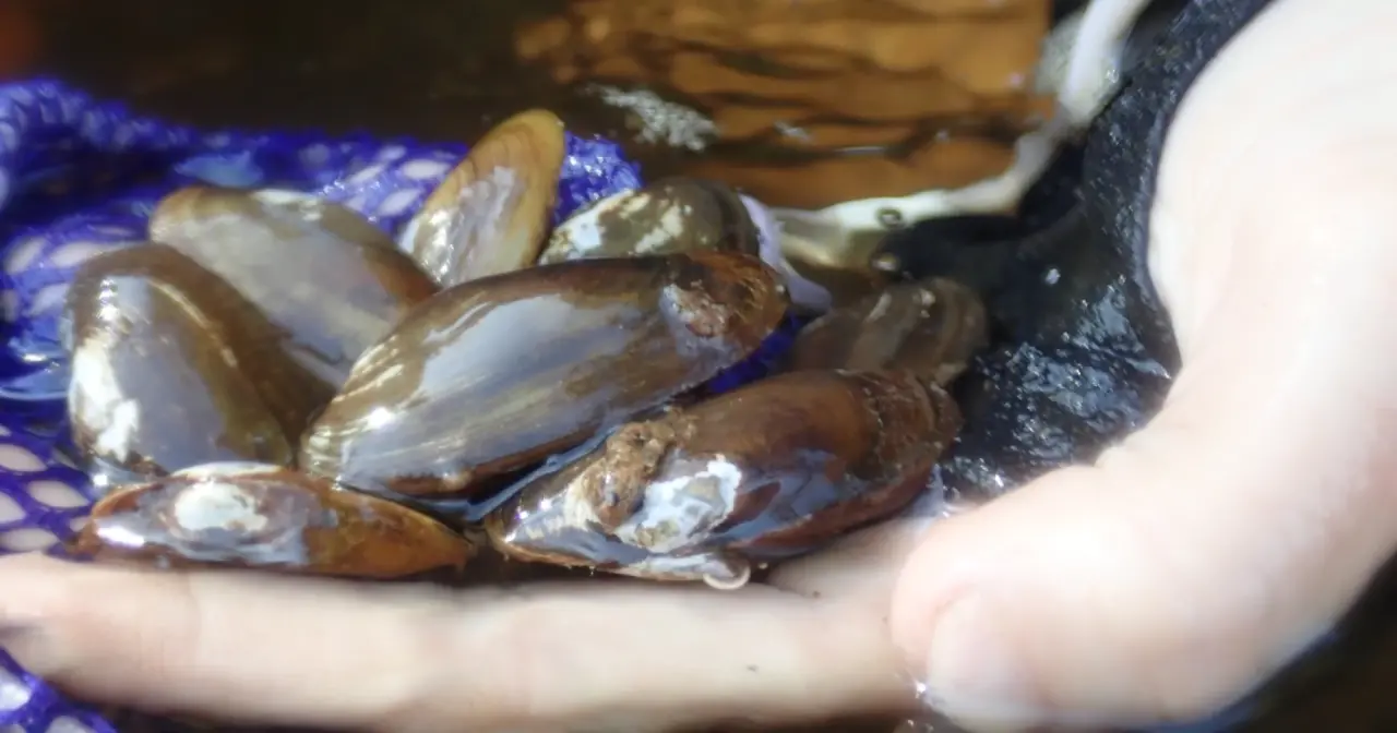 The U.S. Fish and Wildlife Service has proposed listing the salamander mussel as an endangered species.
