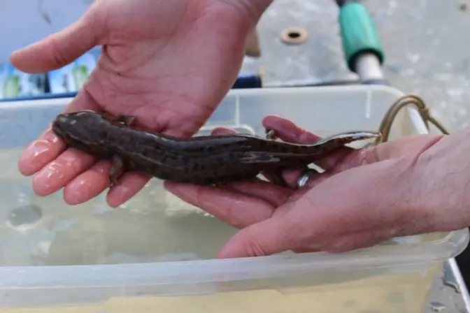A mudpuppy found in the Allegheny River.