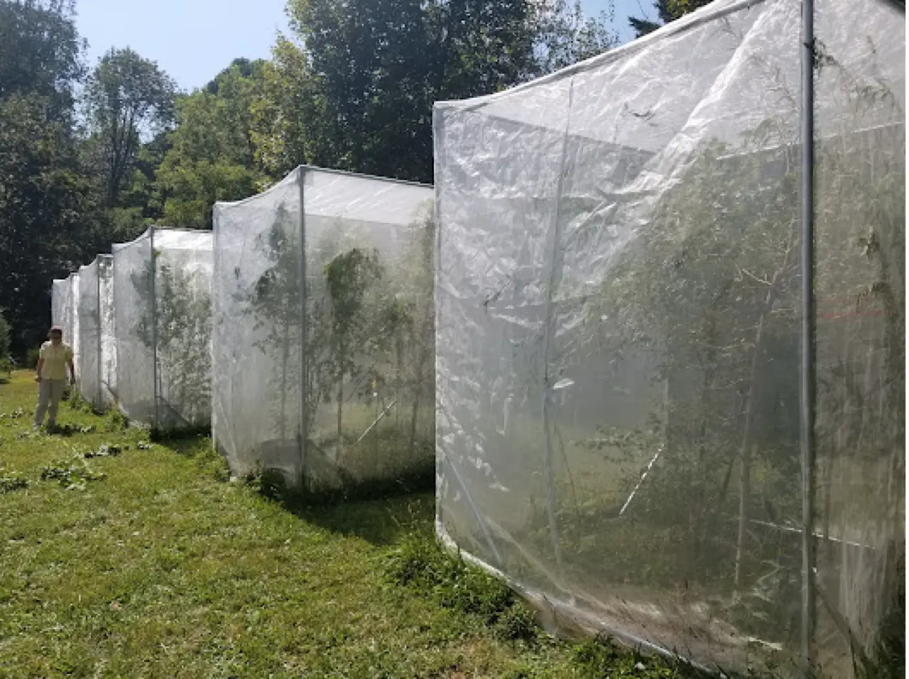 A Penn State study had four types of trees in enclosures with spotted lanternflies inside to see how growth would be affected.