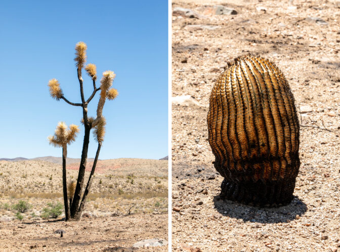 Scorched Joshua Tree, remnant of the York Fire in San Bernardino County, California, Tuesday, August, 8th, 2023 Krystal Ramirez/ NPR