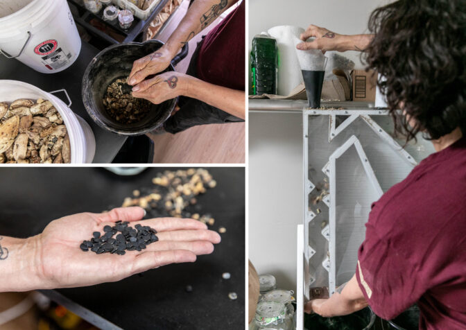 Clockwise from top left: Sanchez opens Joshua tree seed pods. Right: She then separates the seeds with a seed cleaning machine. Bottom left: Sanchez shows a handful of seeds after they have been separated.
